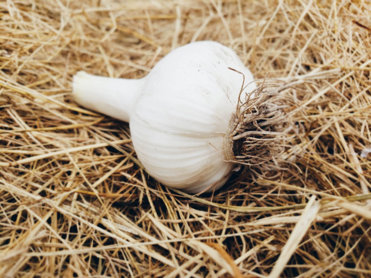 Growing Elephant Garlic