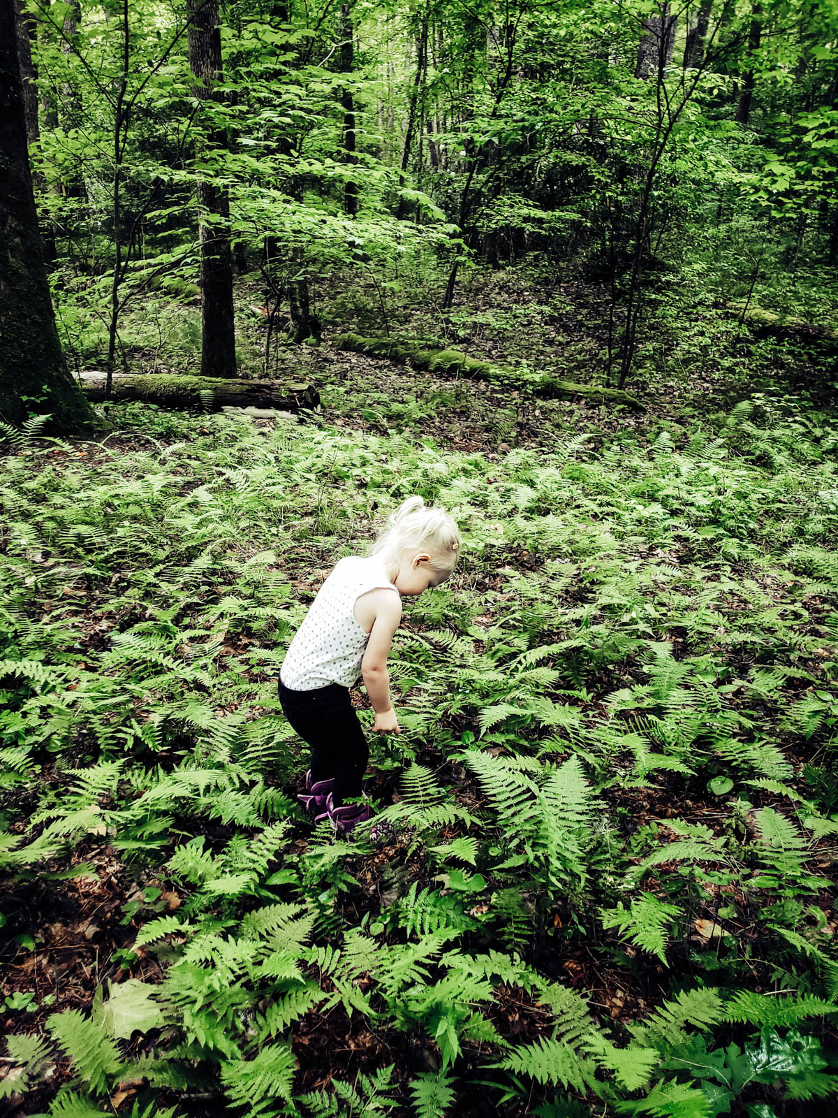 Toddler in field of ferns