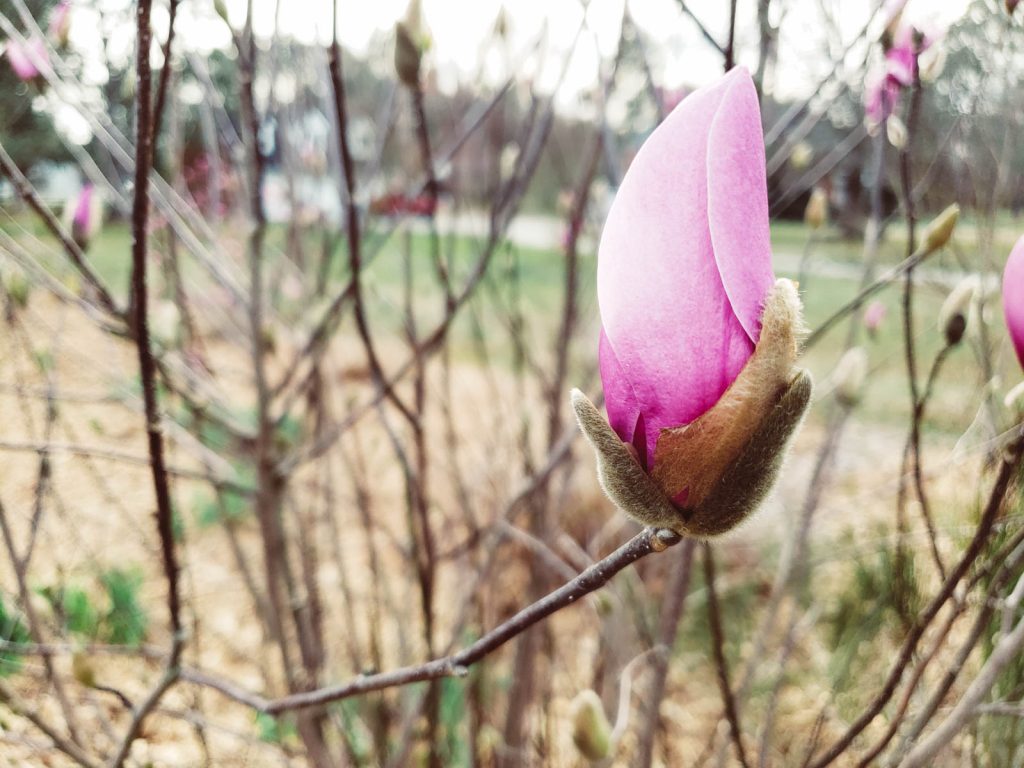 The spring blossom of a Jane magnolia tree.