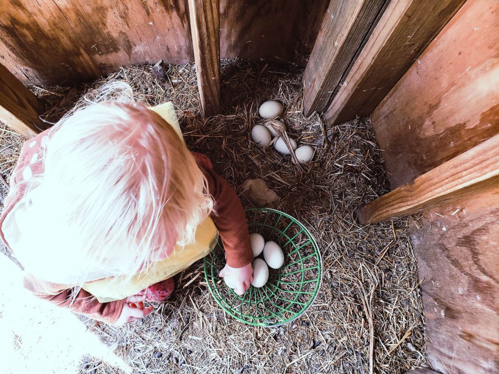 Collecting eggs on the homestead this spring.
