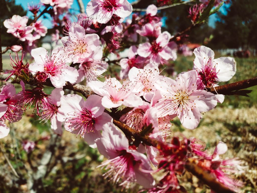 Springtime blossoms on a fig tree.